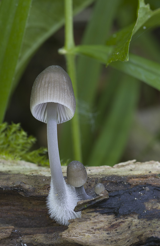 Mycena abramsii